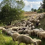 Jagi Czorsztyn