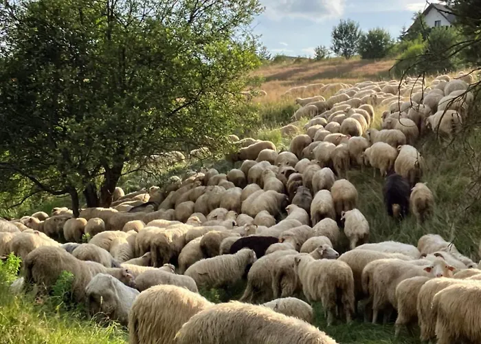 Jagi チョルシュティン
